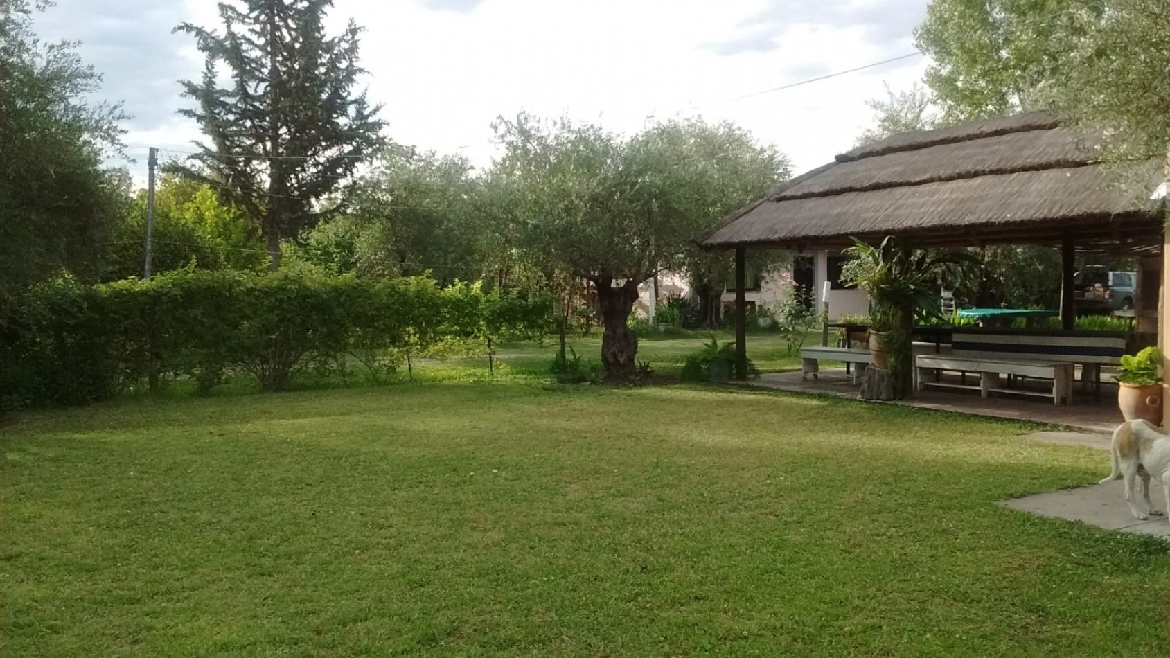GREENWOOD VENDE FINCA OLIVAR EN PRODUCCION EN MAIPU.