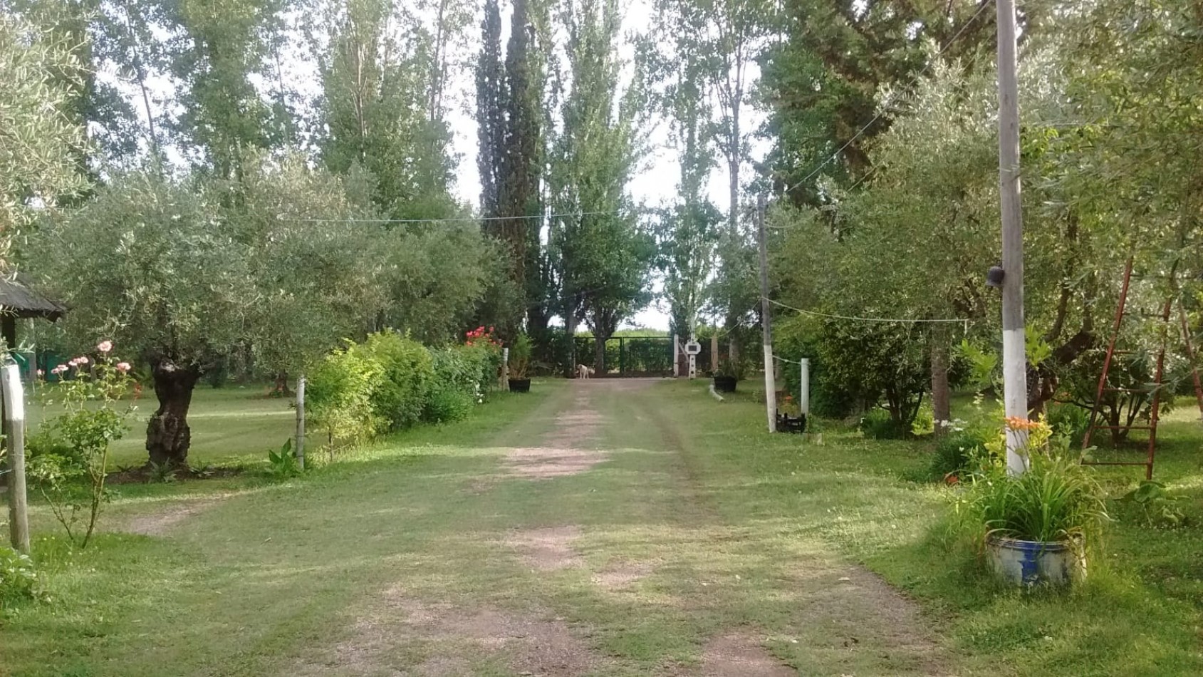 GREENWOOD VENDE FINCA OLIVAR EN PRODUCCION EN MAIPU.