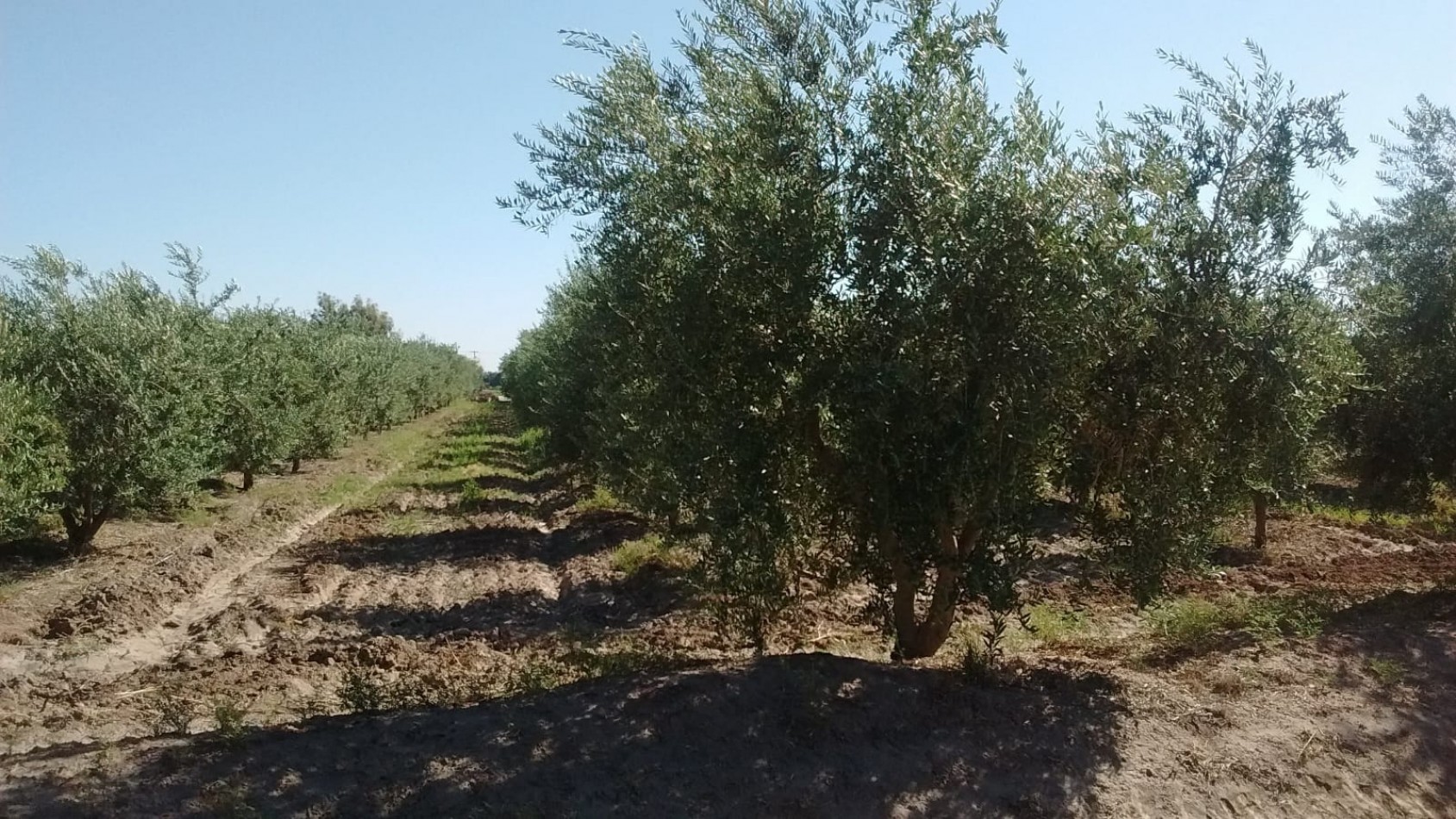 GREENWOOD VENDE FINCA OLIVAR EN PRODUCCION EN MAIPU.