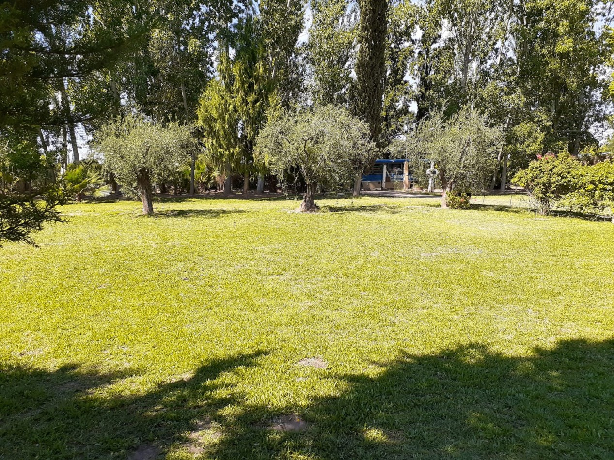 GREENWOOD VENDE FINCA OLIVAR EN PRODUCCION EN MAIPU.