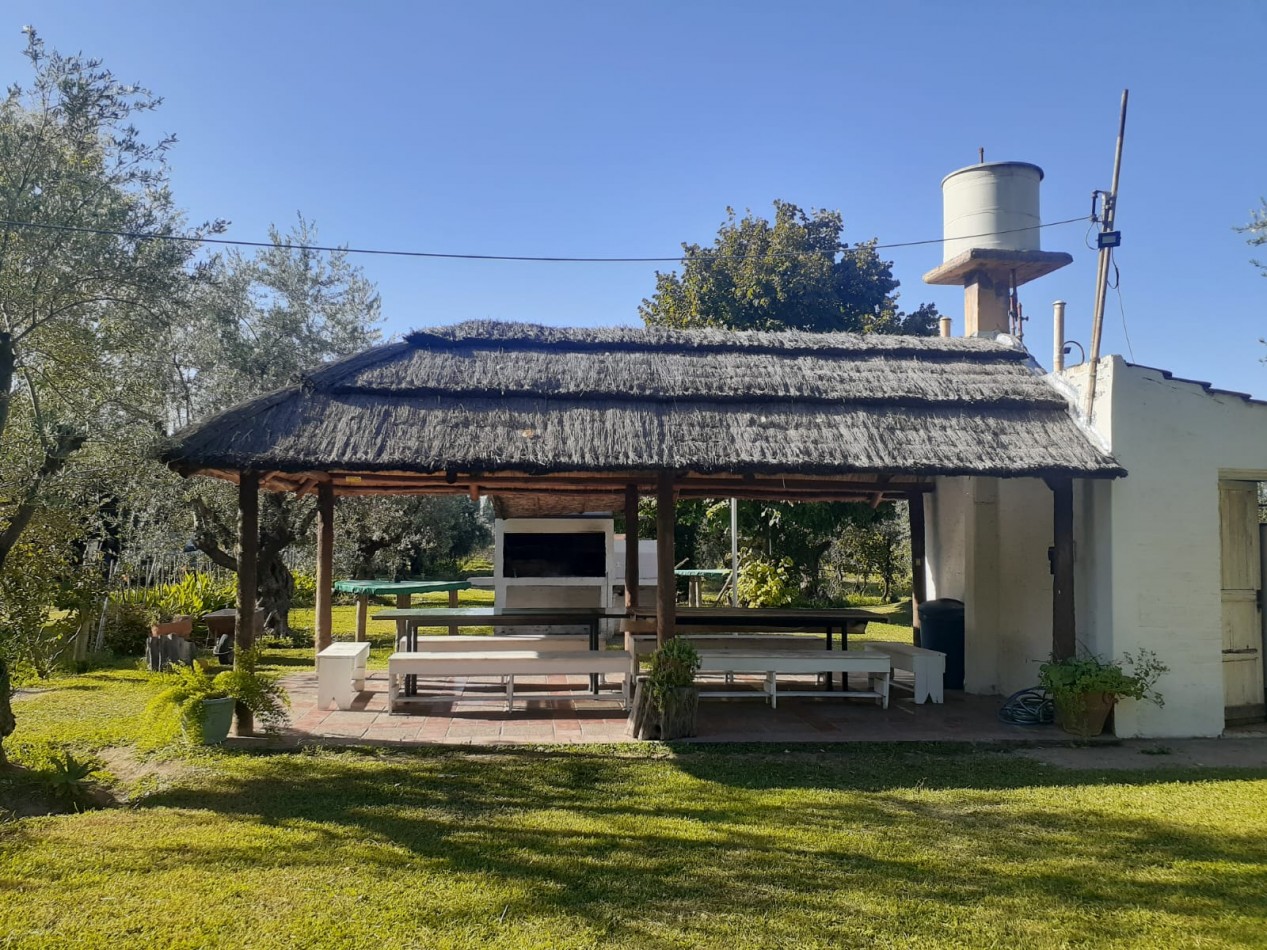 GREENWOOD VENDE FINCA OLIVAR EN PRODUCCION EN MAIPU.