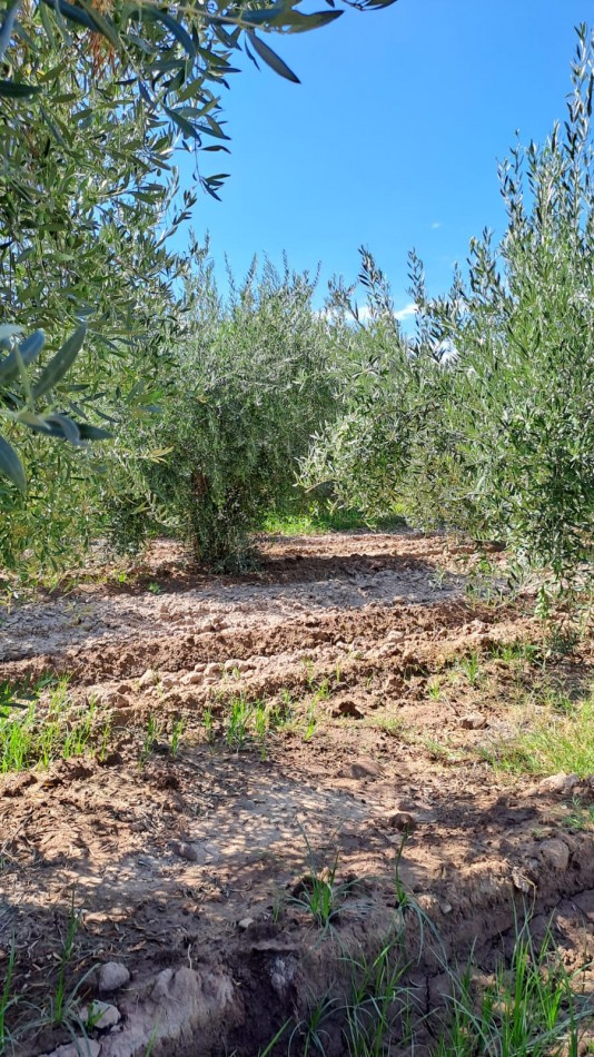 GREENWOOD VENDE FINCA OLIVAR EN PRODUCCION EN MAIPU.
