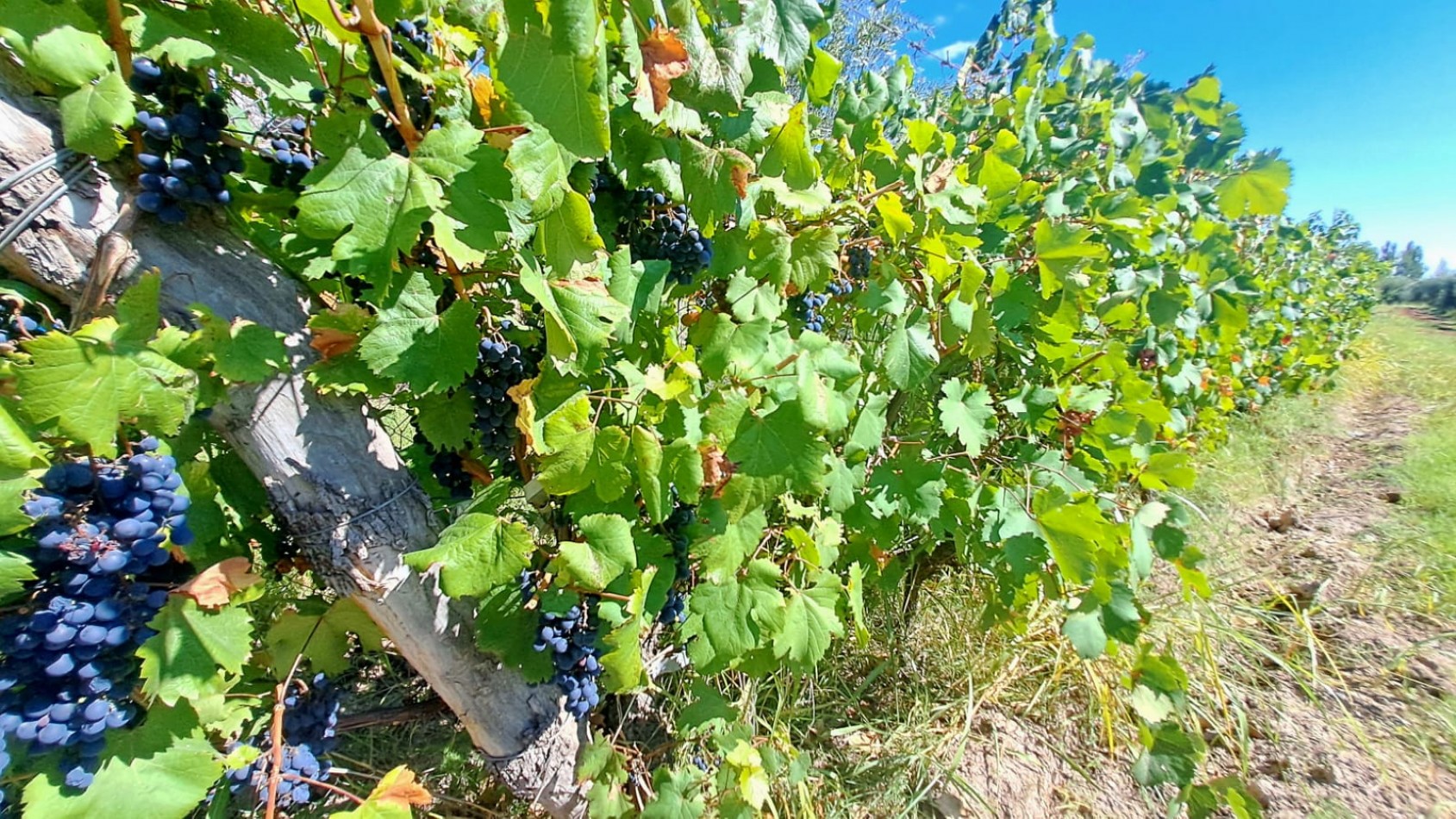 GREENWOOD VENDE FINCA OLIVAR EN PRODUCCION EN MAIPU.