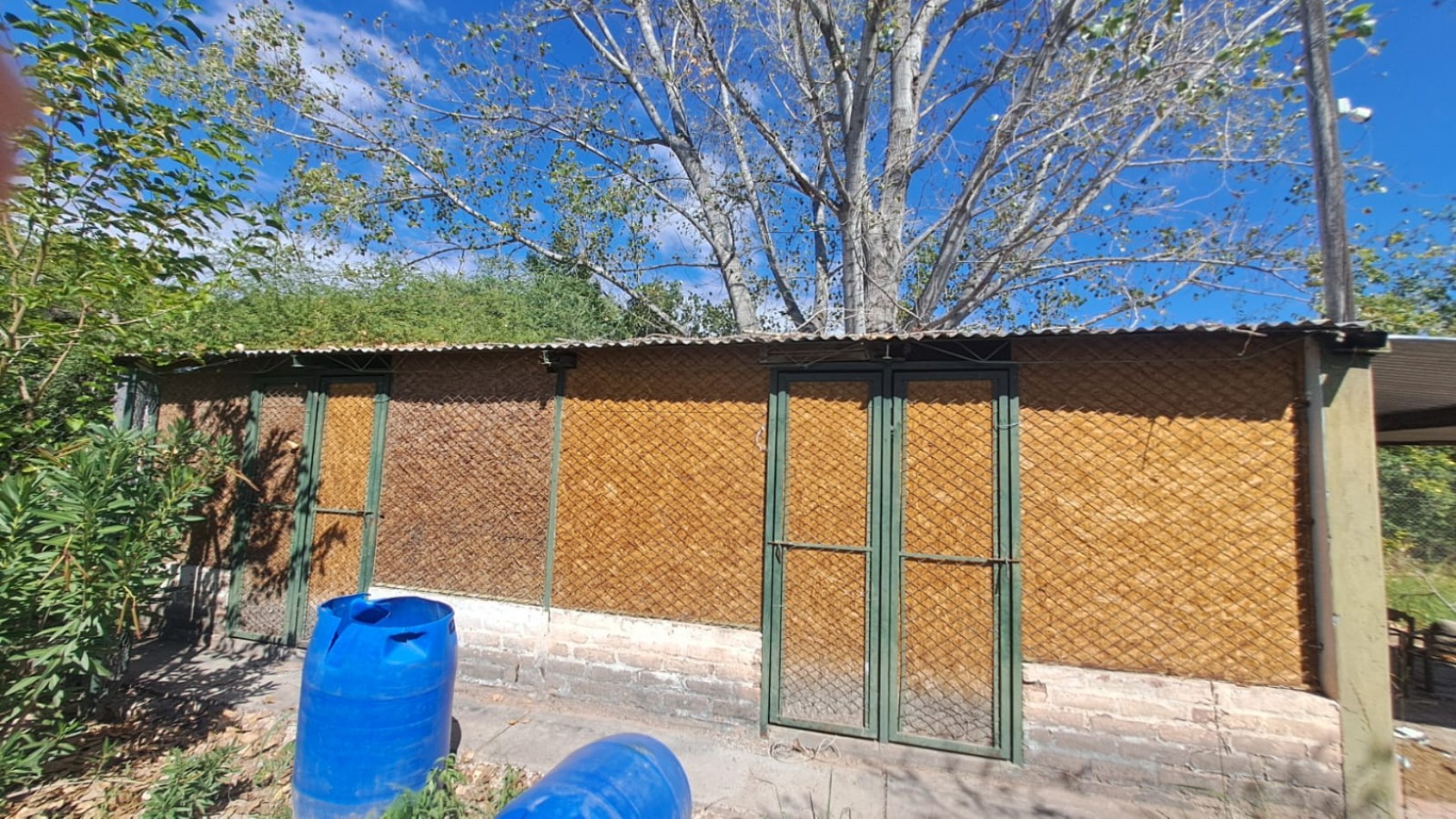 GREENWOOD VENDE FINCA OLIVAR EN PRODUCCION EN MAIPU.