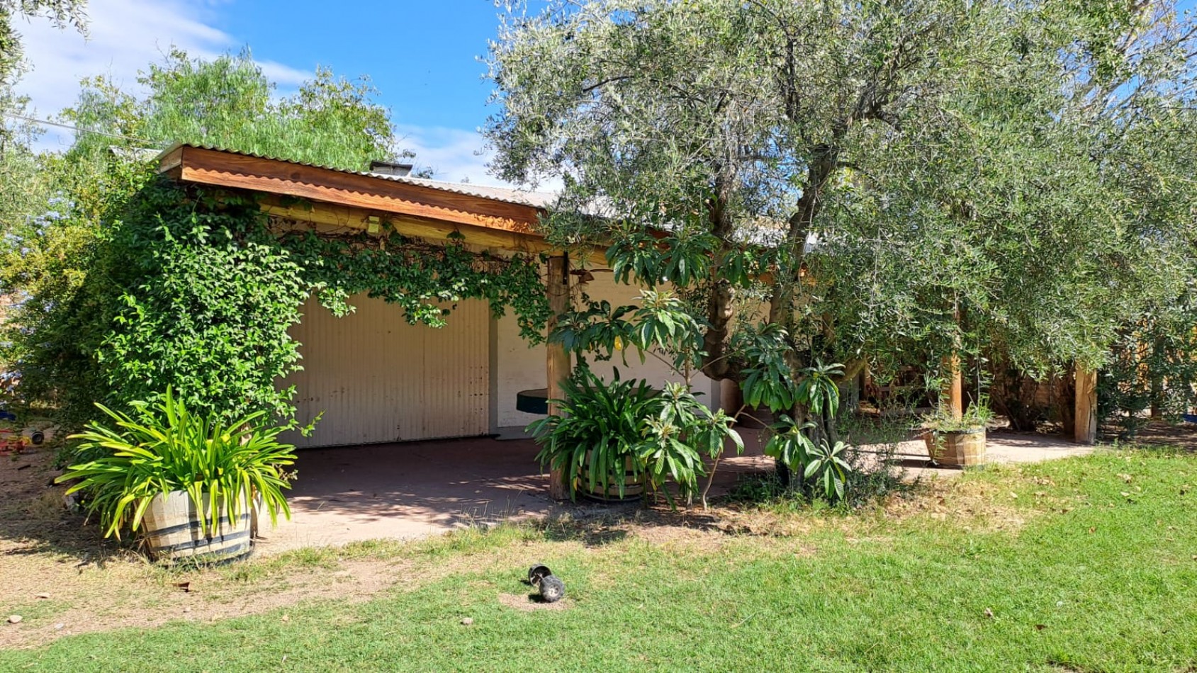 GREENWOOD VENDE FINCA OLIVAR EN PRODUCCION EN MAIPU.