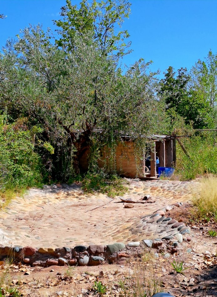 GREENWOOD VENDE FINCA OLIVAR EN PRODUCCION EN MAIPU.