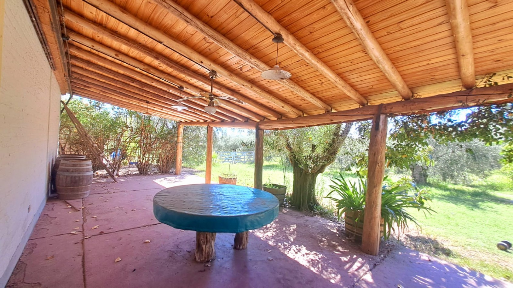 GREENWOOD VENDE FINCA OLIVAR EN PRODUCCION EN MAIPU.