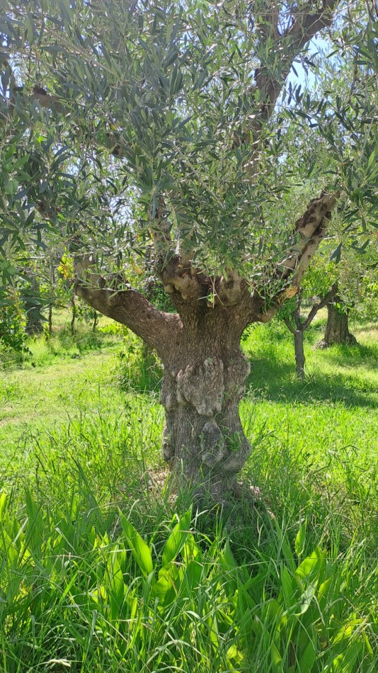 GREENWOOD VENDE FINCA OLIVAR EN PRODUCCION EN MAIPU.