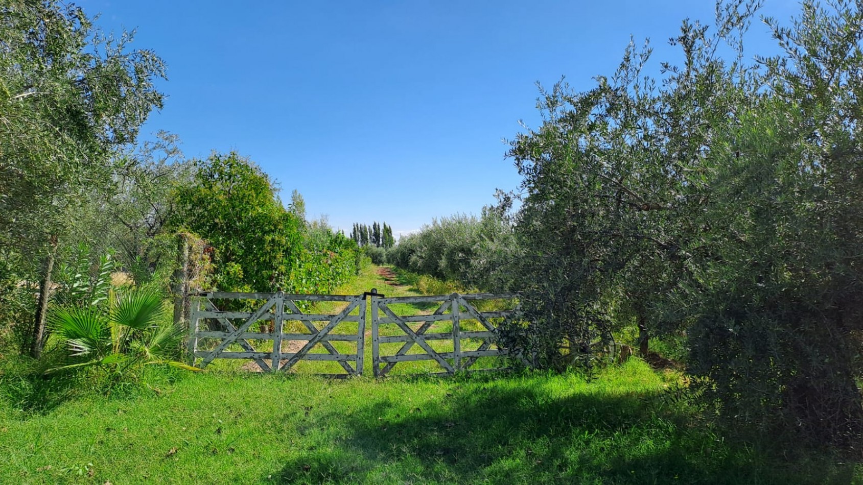 GREENWOOD VENDE FINCA OLIVAR EN PRODUCCION EN MAIPU.