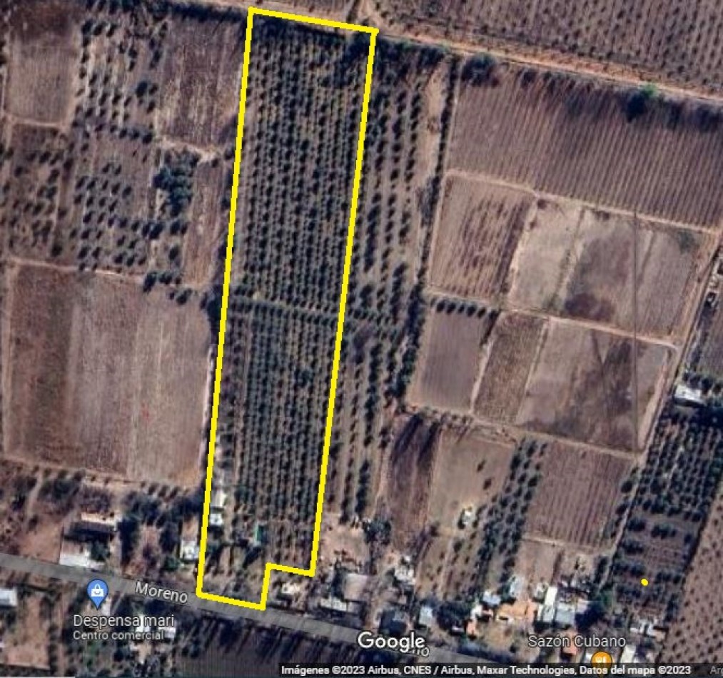 GREENWOOD VENDE FINCA OLIVAR EN PRODUCCION EN MAIPU.