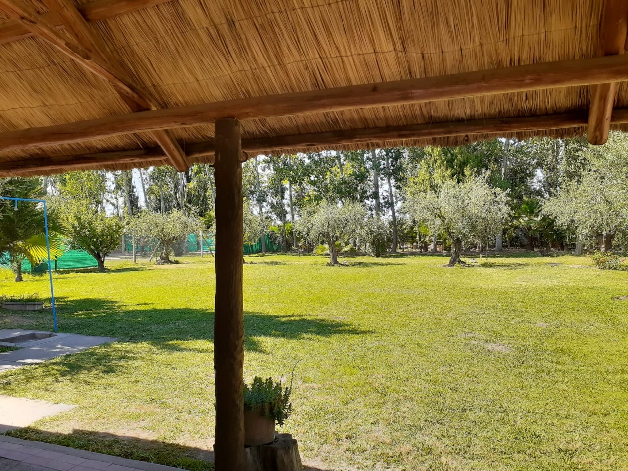 GREENWOOD VENDE FINCA OLIVAR EN PRODUCCION EN MAIPU.