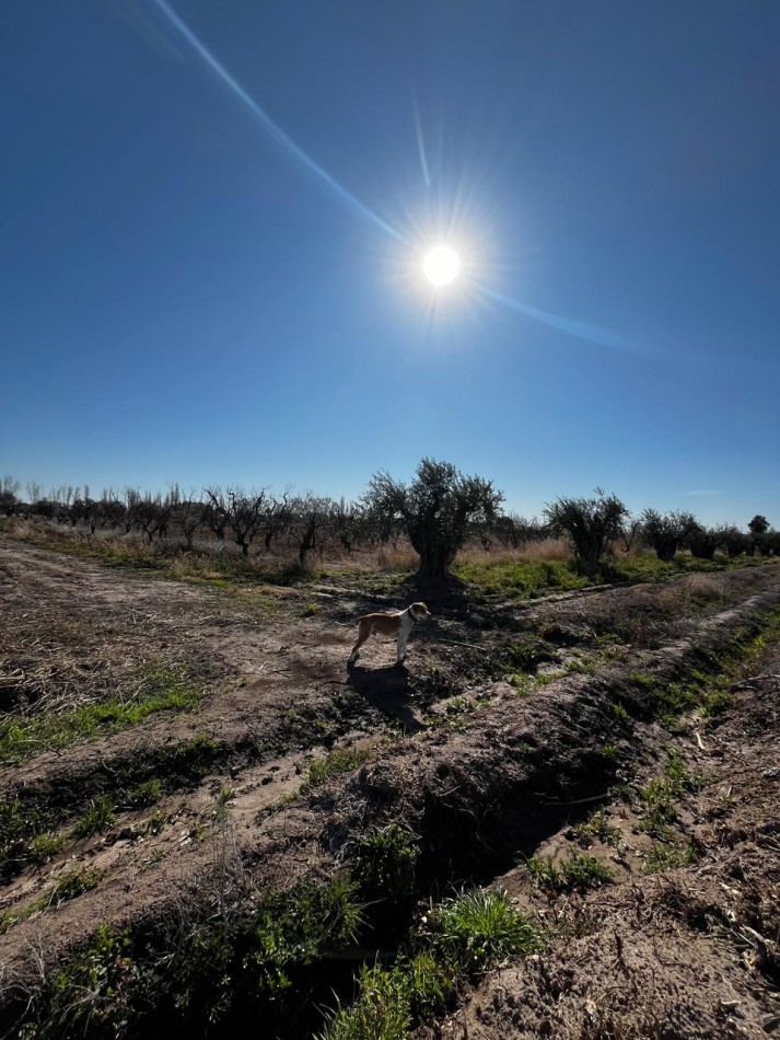 Greenwood vende Finca de 4 Hectareas.