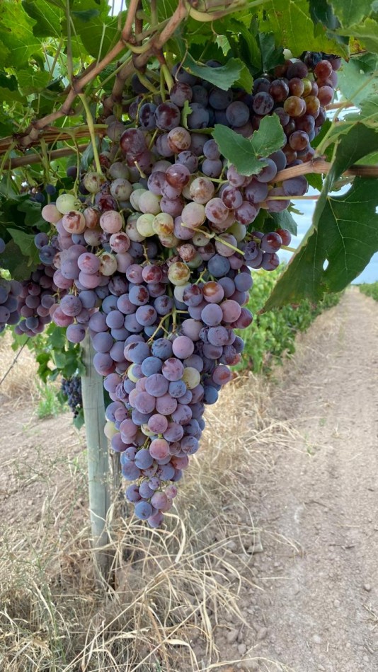 GREENWOOD INMOBILIARIA Presenta Finca Productiva de 24 Hectareas en la Prestigiosa Region de Jocoli