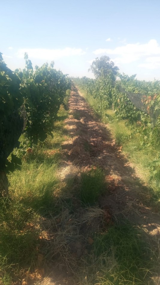 GREENWOOD INMOBILIARIA VENDE FINCA EN LAVALLE