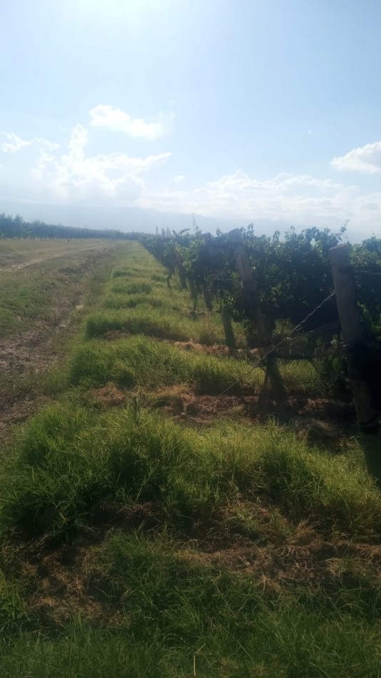 GREENWOOD INMOBILIARIA VENDE FINCA EN LAVALLE