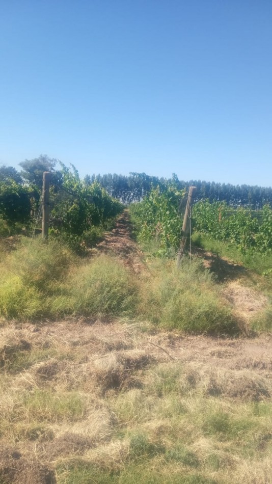 GREENWOOD INMOBILIARIA VENDE FINCA EN LAVALLE