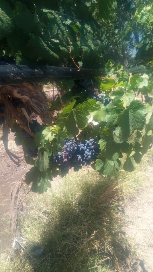 GREENWOOD INMOBILIARIA VENDE FINCA EN LAVALLE