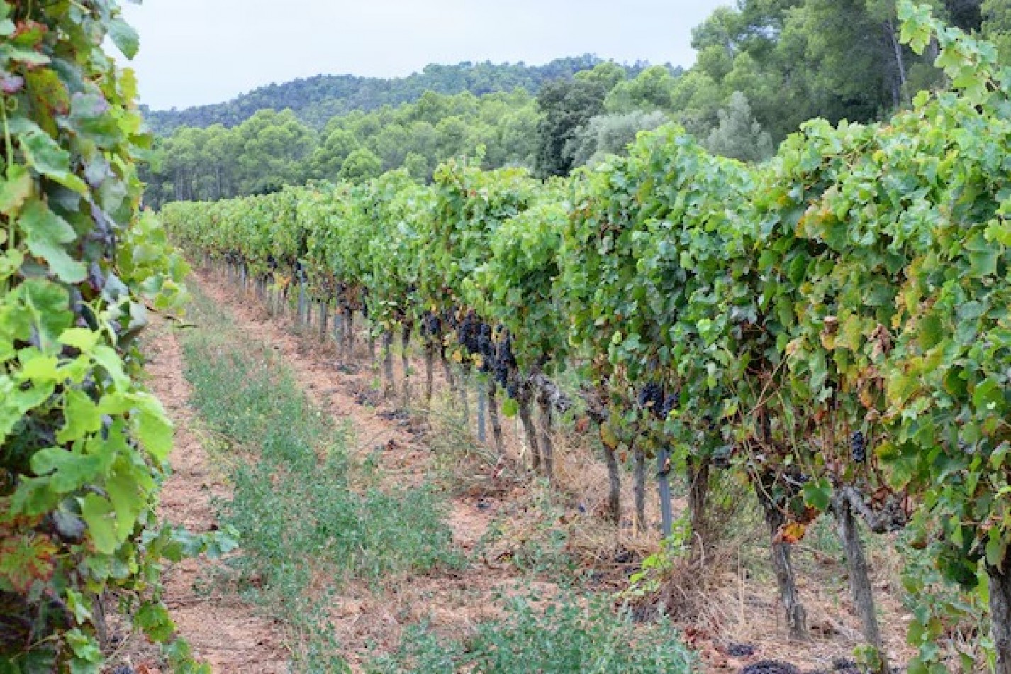 GREENWOOD INMOBILIARIA VENDE Oportunidad de inversion vitivinicola en Eugenio Bustos - San Carlos, Mendoza