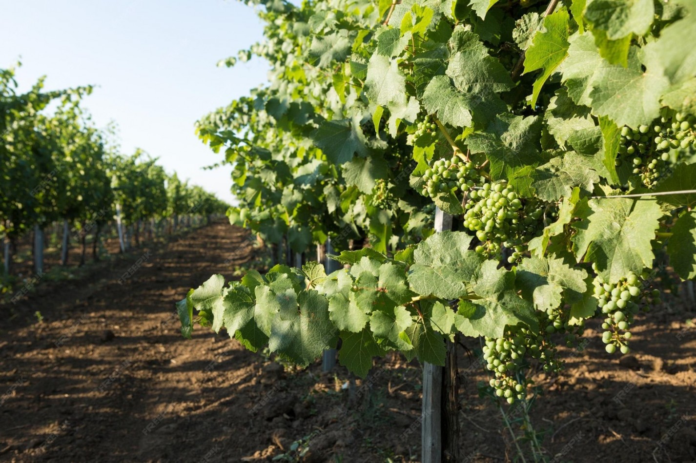 GREENWOOD INMOBILIARIA VENDE Oportunidad de inversion vitivinicola en Eugenio Bustos - San Carlos, Mendoza