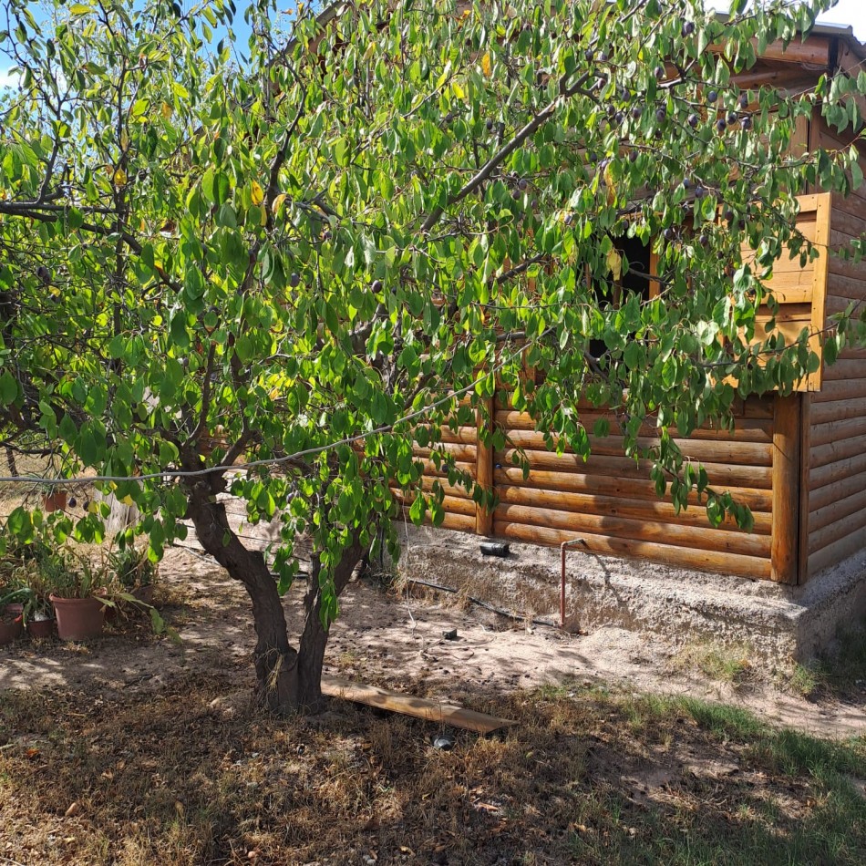 VENTA DE CASA CON TERRENO CULTIVADO EN MAIPU