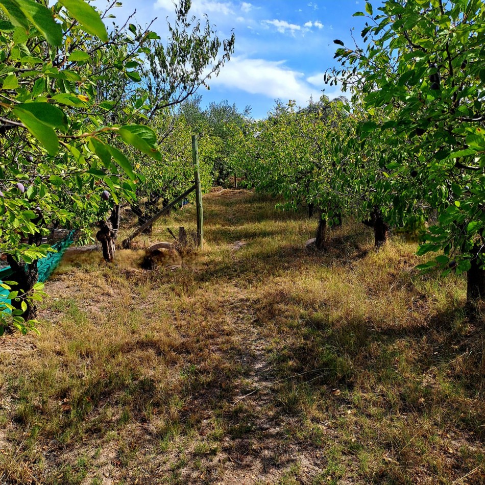 VENTA DE CASA CON TERRENO CULTIVADO EN MAIPU