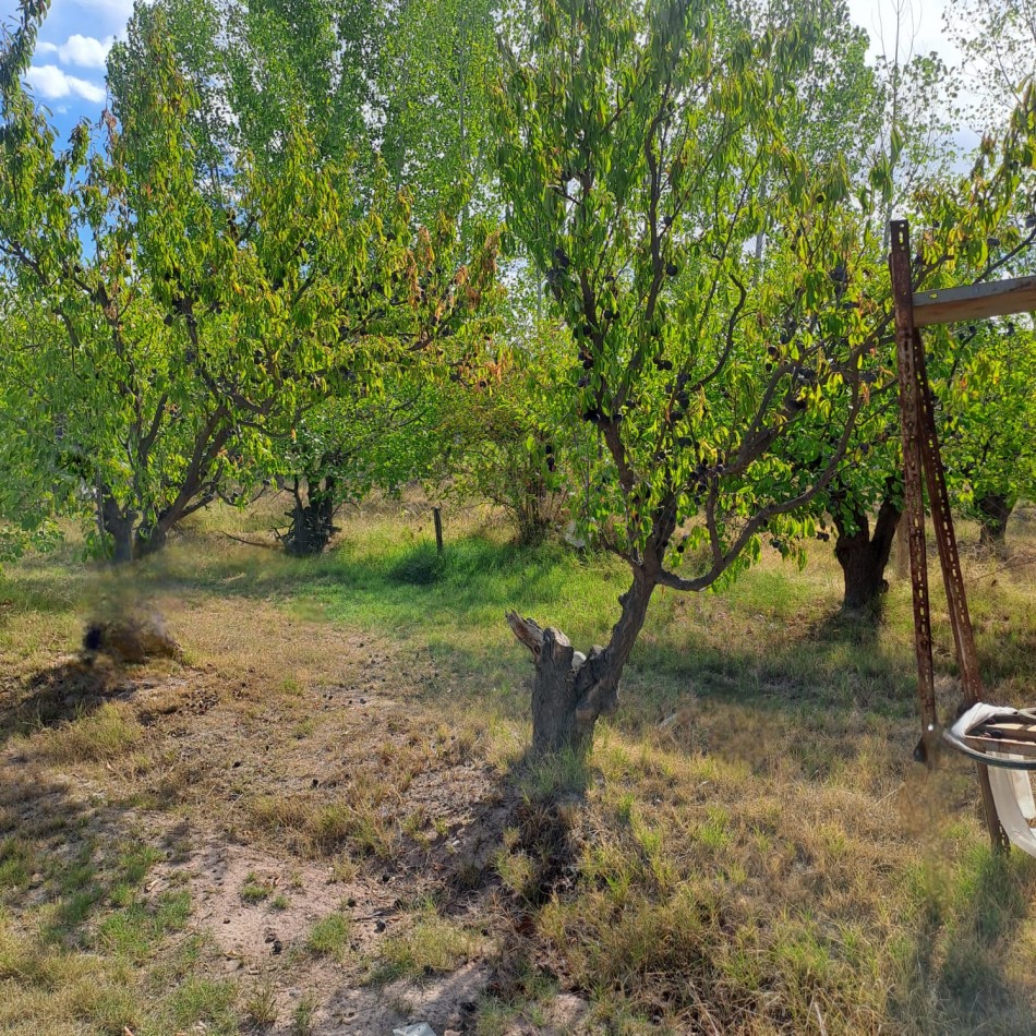 VENTA DE CASA CON TERRENO CULTIVADO EN MAIPU