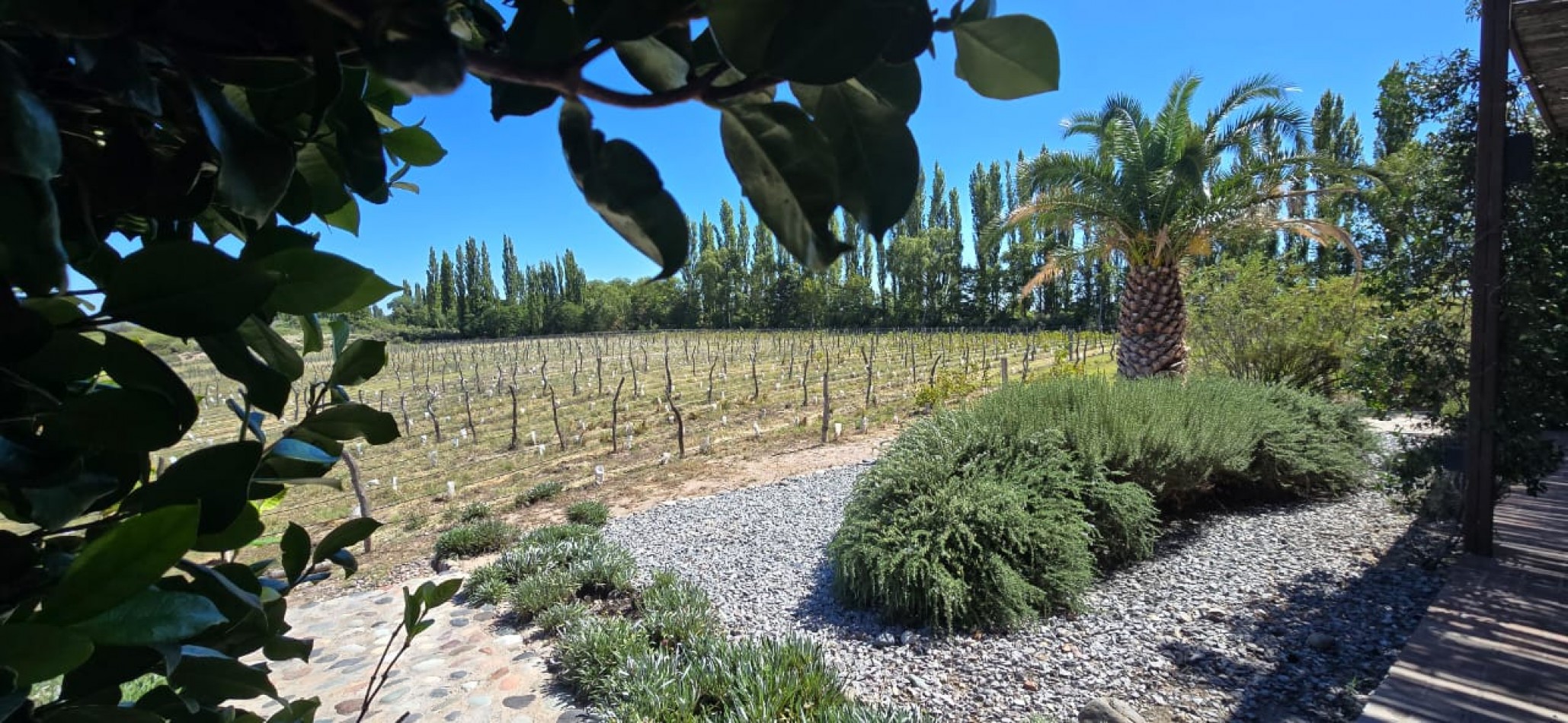 GREENWOOD INMOBILIARIA VENDE EXCELENTE FINCA EN SAN RAFAEL, MENDOZA! 