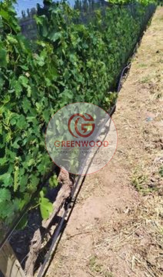 GREENWOOD VENDE FABULOSA FINCA CON VIÑEDO, CASA Y PEQUEÑA BODEGA ARTESANAL EN SAN RAFAEL