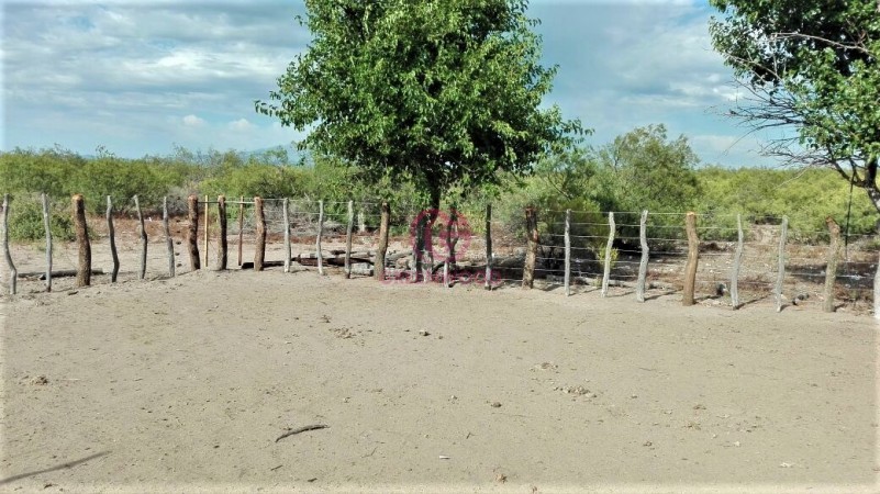 GREENWOOD VENDE CAMPO GANADERO EN SAN RAFAEL DE 5522Ha. 