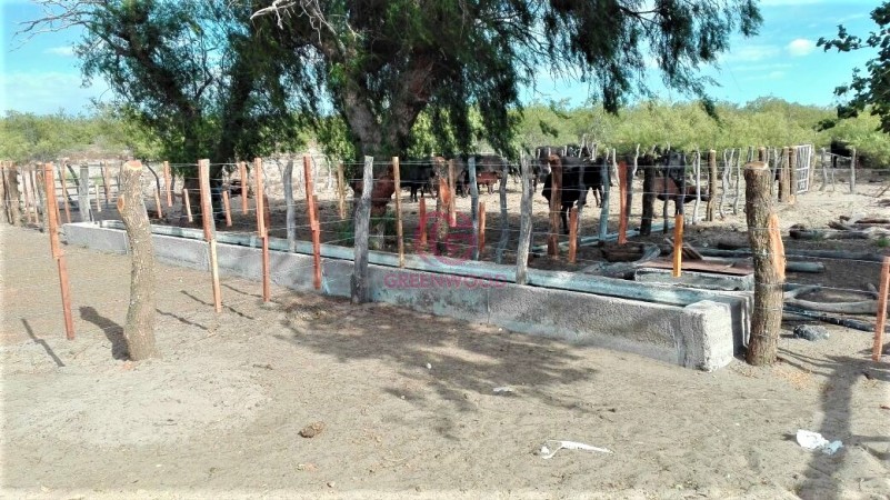GREENWOOD VENDE CAMPO GANADERO EN SAN RAFAEL DE 5522Ha. 