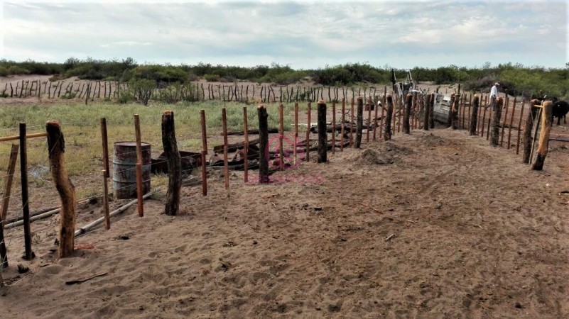 GREENWOOD VENDE CAMPO GANADERO EN SAN RAFAEL DE 5522Ha. 