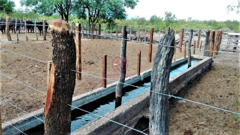 GREENWOOD VENDE CAMPO GANADERO EN SAN RAFAEL DE 5522Ha. 