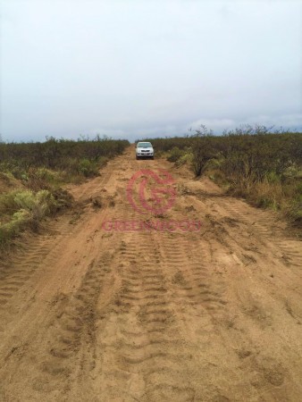 GREENWOOD VENDE CAMPO GANADERO EN SAN RAFAEL DE 5522Ha. 