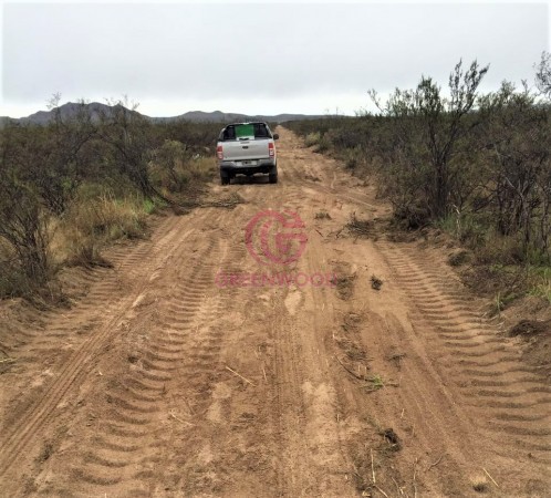GREENWOOD VENDE CAMPO GANADERO EN SAN RAFAEL DE 5522Ha. 