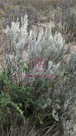 GREENWOOD VENDE CAMPO GANADERO EN SAN RAFAEL DE 5522Ha. 