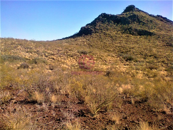 GREENWOOD VENDE CAMPO GANADERO EN SAN RAFAEL DE 5522Ha. 
