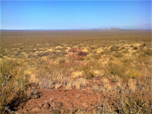 GREENWOOD VENDE CAMPO GANADERO EN SAN RAFAEL DE 5522Ha. 