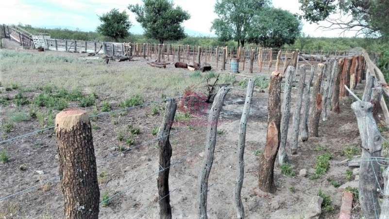 GREENWOOD VENDE CAMPO GANADERO EN SAN RAFAEL DE 5522Ha. 
