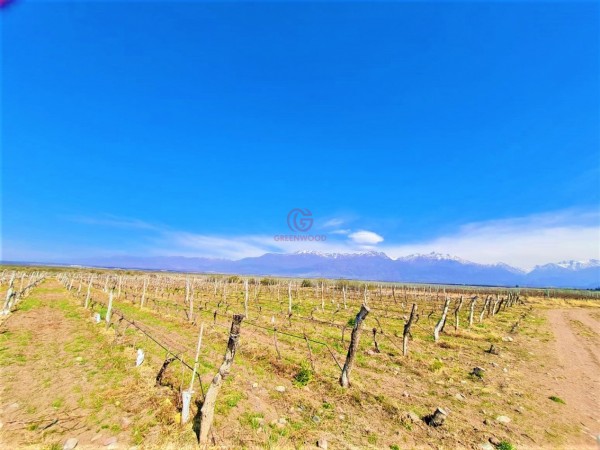 GREENWOOD VENDE INIGUALABLE FINCA EN VISTA FLORES TUNUYAN, EXCELENTE RENTABILIDAD, IDEAL EMPRENDIMIENTOS BOUTIQUE