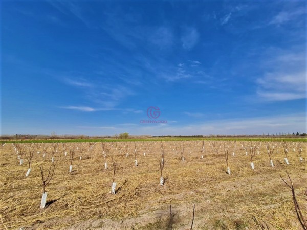 GREENWOOD VENDE EN EL CORAZON DE VISTA FLORES HERMOSA FINCA IDEAL PARA CULTIVO, ACTUALMENTE CON AJO, DERECHO DE RIEGO.
