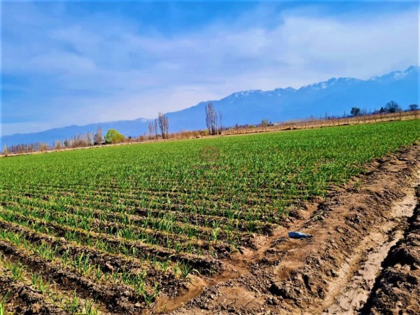 GREENWOOD VENDE EN EL CORAZON DE VISTA FLORES HERMOSA FINCA IDEAL PARA CULTIVO, ACTUALMENTE CON AJO, DERECHO DE RIEGO.