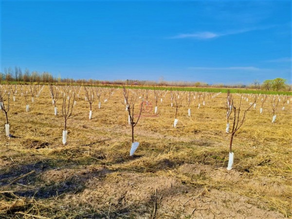 GREENWOOD VENDE EN EL CORAZON DE VISTA FLORES HERMOSA FINCA IDEAL PARA CULTIVO, ACTUALMENTE CON AJO, DERECHO DE RIEGO.