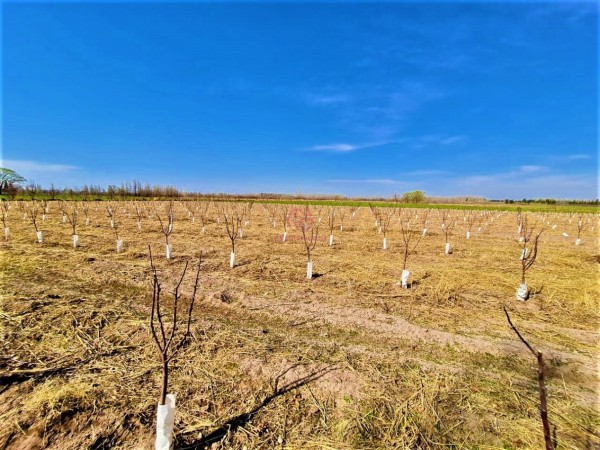 GREENWOOD VENDE EN EL CORAZON DE VISTA FLORES HERMOSA FINCA IDEAL PARA CULTIVO, ACTUALMENTE CON AJO, DERECHO DE RIEGO.