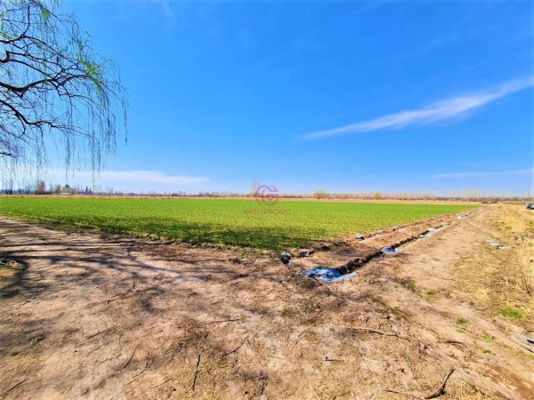 GREENWOOD VENDE EN EL CORAZON DE VISTA FLORES HERMOSA FINCA IDEAL PARA CULTIVO, ACTUALMENTE CON AJO, DERECHO DE RIEGO.