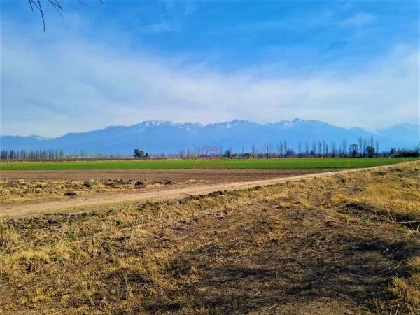 GREENWOOD VENDE EN EL CORAZON DE VISTA FLORES HERMOSA FINCA IDEAL PARA CULTIVO, ACTUALMENTE CON AJO, DERECHO DE RIEGO.