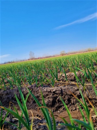 GREENWOOD VENDE EN EL CORAZON DE VISTA FLORES HERMOSA FINCA IDEAL PARA CULTIVO, ACTUALMENTE CON AJO, DERECHO DE RIEGO.