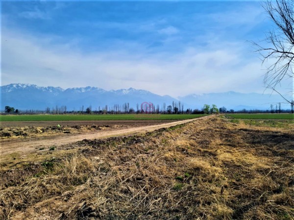 GREENWOOD VENDE EN EL CORAZON DE VISTA FLORES HERMOSA FINCA IDEAL PARA CULTIVO, ACTUALMENTE CON AJO, DERECHO DE RIEGO.