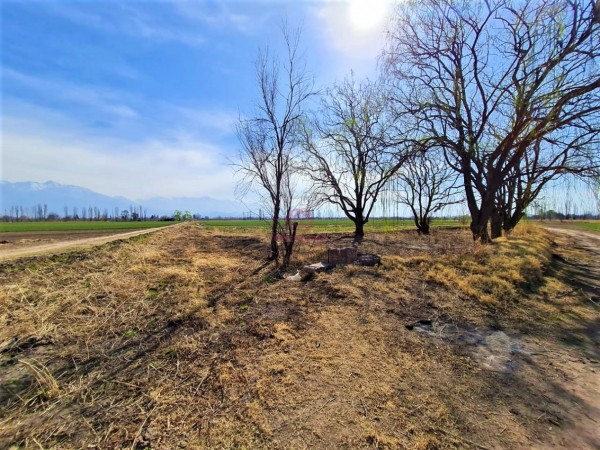 GREENWOOD VENDE EN EL CORAZON DE VISTA FLORES HERMOSA FINCA IDEAL PARA CULTIVO, ACTUALMENTE CON AJO, DERECHO DE RIEGO.