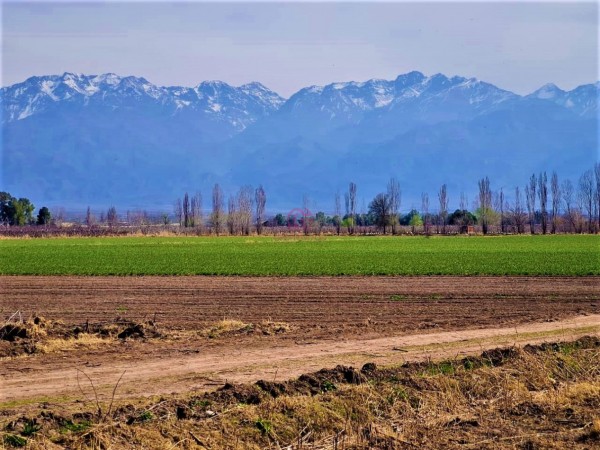GREENWOOD VENDE EN EL CORAZON DE VISTA FLORES HERMOSA FINCA IDEAL PARA CULTIVO, ACTUALMENTE CON AJO, DERECHO DE RIEGO.