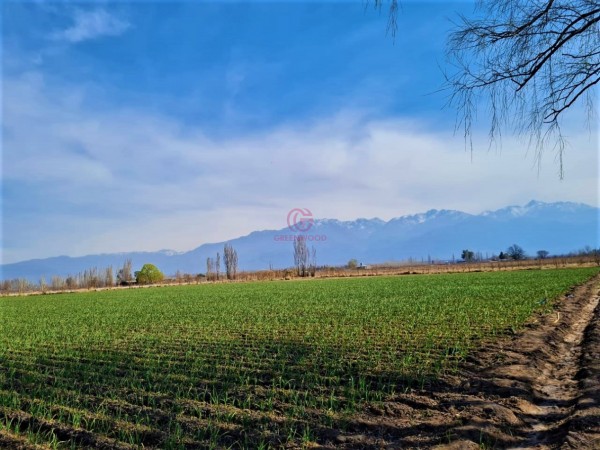 GREENWOOD VENDE EN EL CORAZON DE VISTA FLORES HERMOSA FINCA IDEAL PARA CULTIVO, ACTUALMENTE CON AJO, DERECHO DE RIEGO.